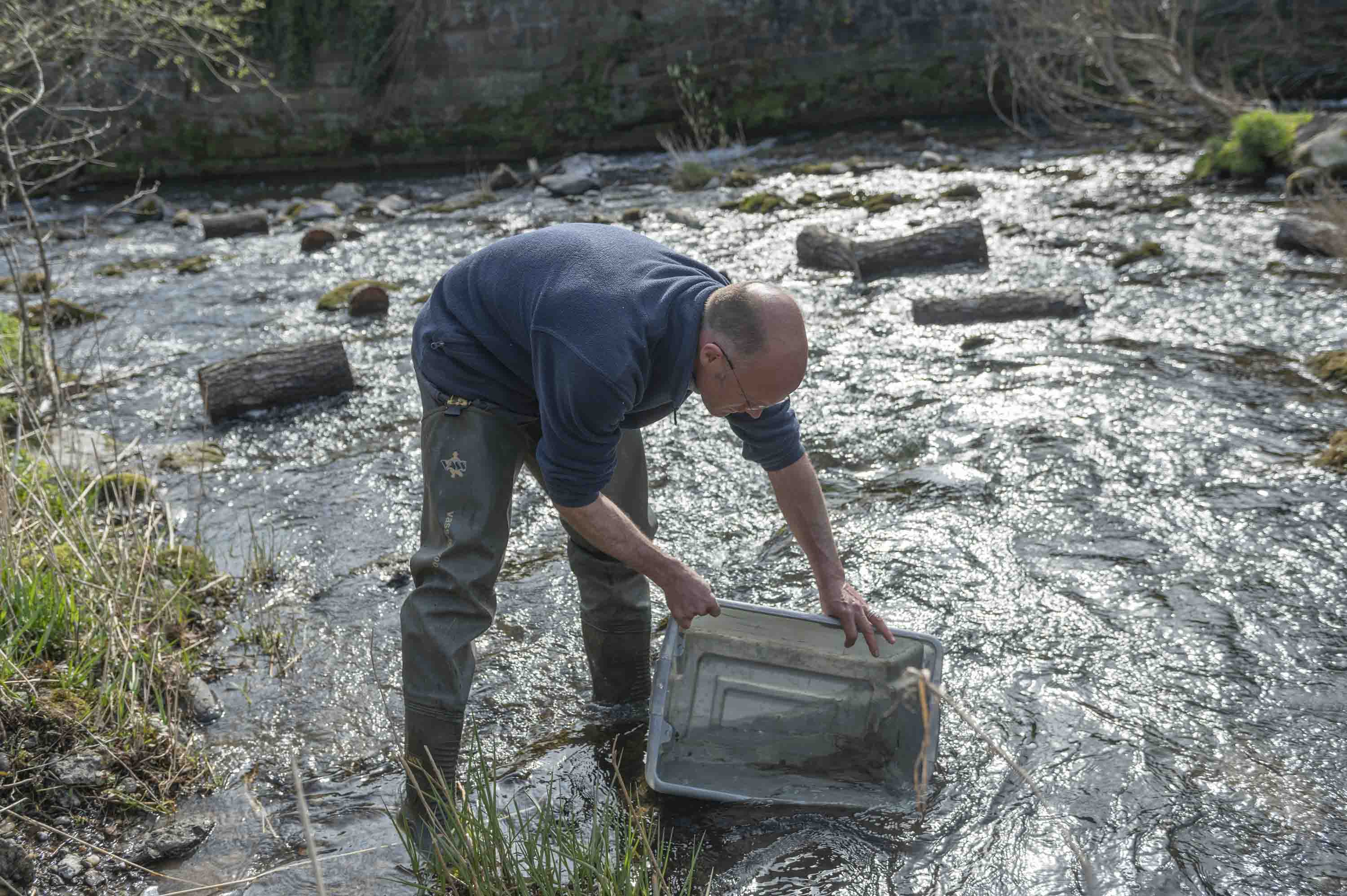 Releasing Smolts