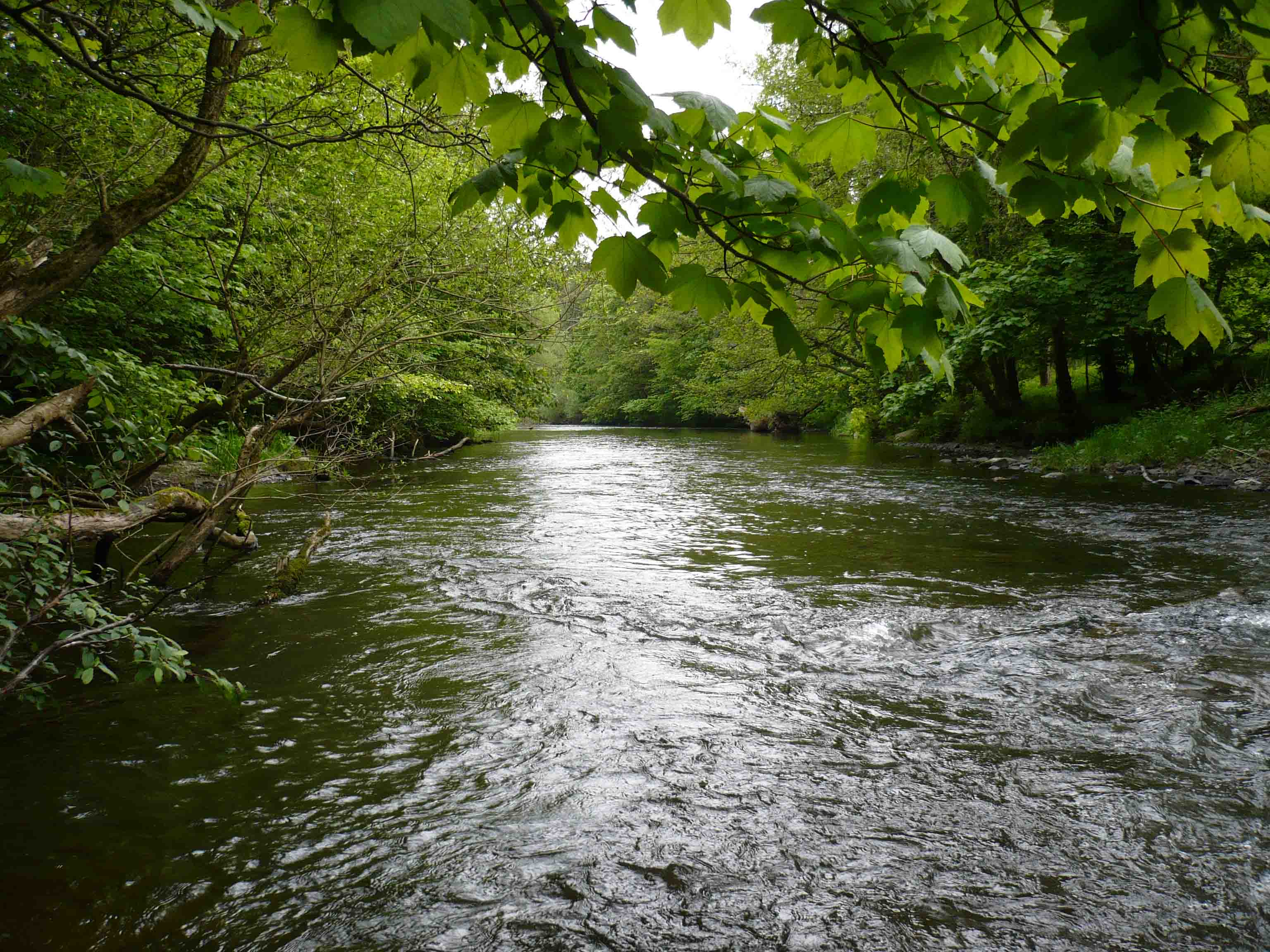 Water Temperatures Srtmn Pic 1