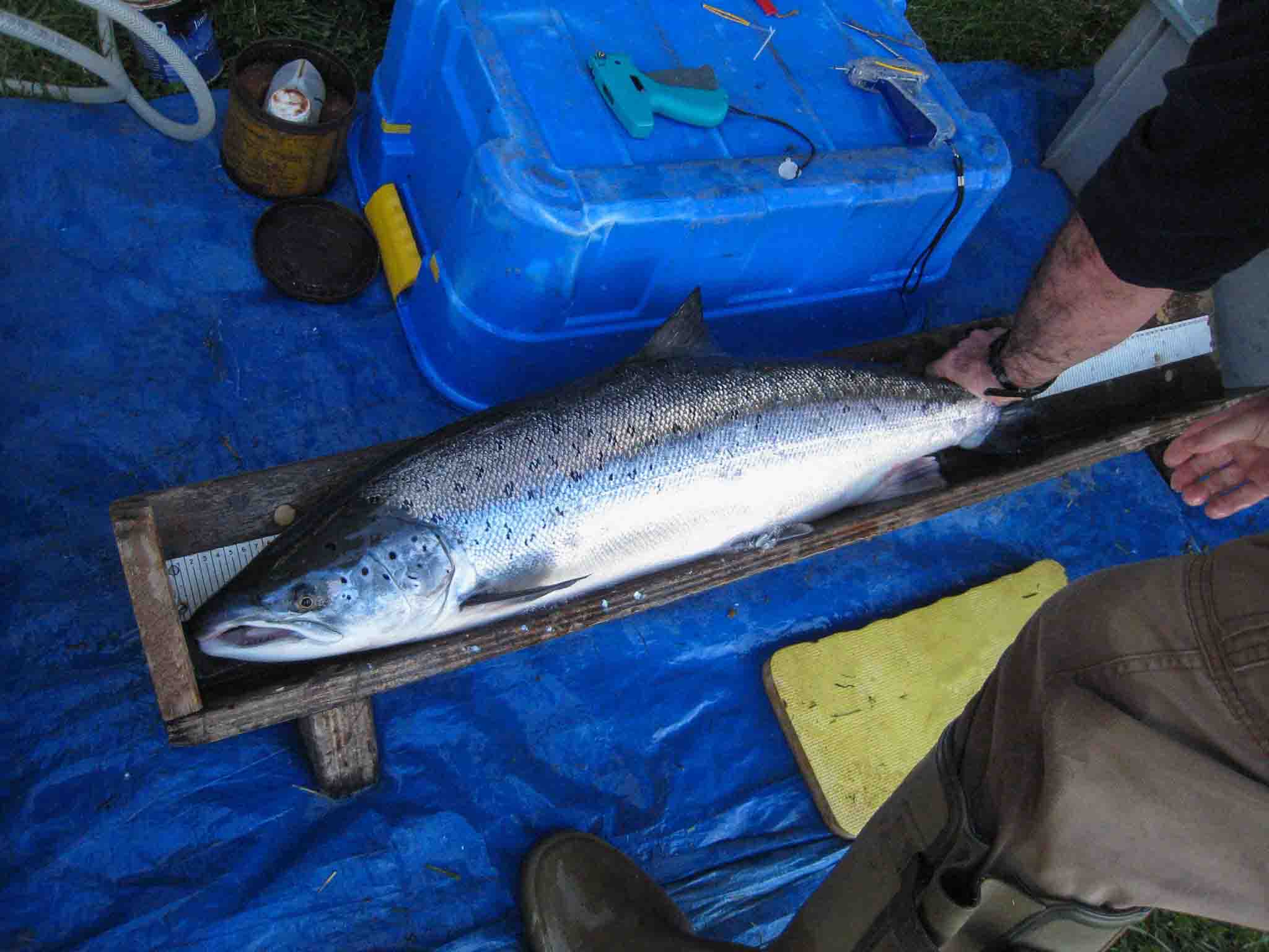 Adult Salmon Paxton
